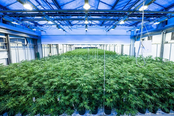 LED grow lights and cannabis planting